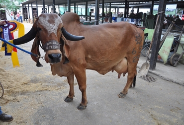 Serán 25 animales los que harán parte del concurso de ordeño, los cuales están en la capacidad de producir más de 25 litros de leche y pertenecen a 6 ganaderías Serán 25 animales los que harán parte del concurso de ordeño, los cuales están en la capacidad de producir más de 25 litros de leche y pertenecen a 6 ganaderías