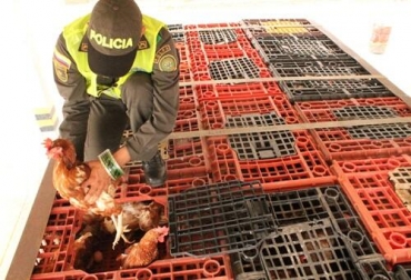 La mercancía incautada por la Policía está avaluada en $30 millones. Foto: Policía. Contrabando de ganado