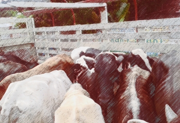 Alrededor de 250 semovientes que ingresaron a la región Caribe de contrabando fueron aprehendidos. Foto: CONtexto Ganadero. Contrabando de carne