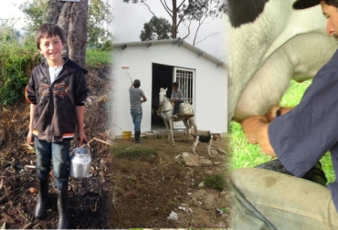 Coocampo cumplió un año y medio de funcionamiento y ya tiene beneficios como el pago por litro de leche. Foto: Suministradas-CONtexto ganadero. comercio de leche