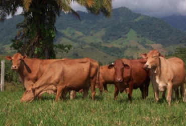 Aumentar la producción del ganado criollo caqueteño es uno de los objetivos trazados por el Comité. Foto: CONtexto Ganadero. Ganado Criollo Caqueteño