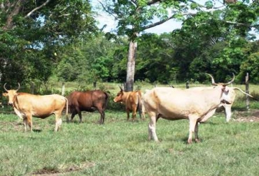 Ventajas en cuanto a reproducción, adaptación, y producción, son algunos de los beneficios de la raza. Foto: Corpoica. ganado criollo colombia