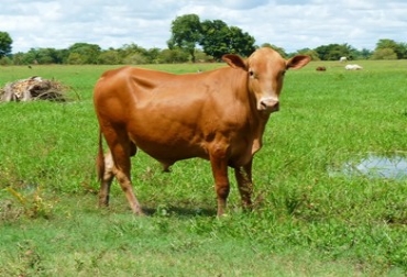 Aproximadamente hay 10 mil cabezas de ganado criollo en Meta. De ahí la razón para trabajar en pro de la conservación de esta raza. Foto: CONtexto ganadero. Ganado criollo