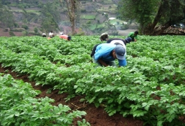 En total, 250.000 hectáreas que son usadas para la siembra de papa y forraje para reses se han visto afectadas por el intenso verano. Foto: Gobernación de Boyacá. Verano en Boyacá.jpg