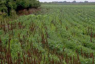 1.370 productores del occidente huilense y el oriente caucano se verán beneficiados. Foto: Archivo. Plantación de Fríjol.