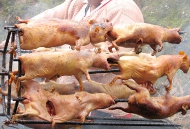 cuy_narino.jpg?itok=duw64jct