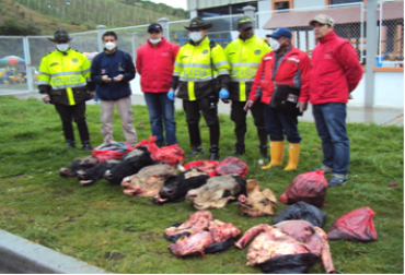 De acuerdo con las cifras de Fedegán, en Nariño solo hay 8 plantas de beneficio animal que no realizan sacrificios de manera clandestina. Foto: Alcaldía municipal de Ipiales. Decomiso de carne en Ipiales.