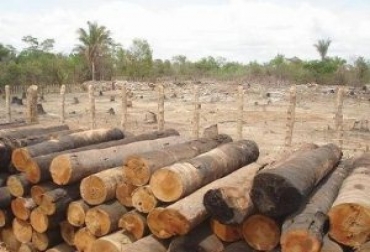 La tala indiscriminada de árboles y los cultivos ilícitos también son causantes del daño ambiental existente en el Caquetál. Foto: Universidad Distrital. Deforestación