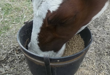 Melaza, Heno Angleton, mezclagán y sales mineralizadas son alguno de los productos con descuento. Foto: CONtexto Ganadero. Bodega ganadera en Arauca