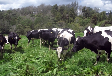 El distrito quedaría ubicado en el norte de Antioquia, donde hay más de un millón de cabezas y se producen más de 2 millones de litros de leche. Foto: Unimedios. Distritos lácteos