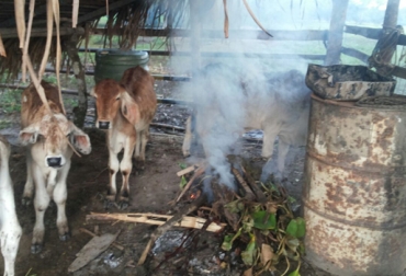 Las reses son reunidas alrededor del fuego y ese humo que sale de la mezcla repele los ectoparásitos. Foto: Leonardo Calderón / Fedegán. humo en lugar de insecticidas