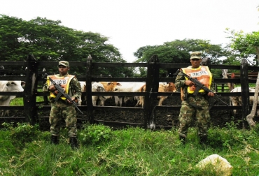 Operaciones del Ejército permiten recuperar semovientes hurtados en el Caribe colombiano. Foto: Ejército Nacional. Ejército recupera ganado en Sucre y Magdalena.