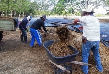 El silo de maíz y el de pasto de corte Cuba 23 son los elegidos por los ganaderos en verano. Foto: CONtexto Ganadero. Ganaderos del Cesar ven en los silos la salida para el verano.