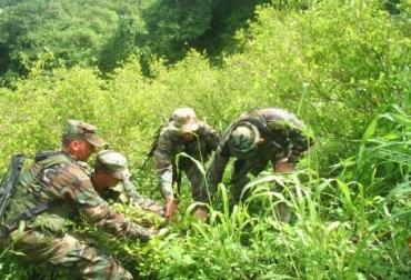 Sembrar de manera dispersa es una de las estrategias de los grupos ilegales. Foto: Cortesía Universidad Sergio Arboleda Erradicación manual en medio de la selva