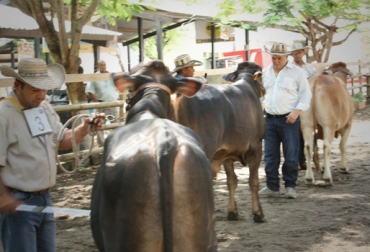Poco más de 600 semovientes participaron en los diferentes eventos. Foto: Oficina de prensa. Feria Nacional de la Ganadería