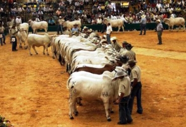 Hoy a las las 10:00 de la noche se realizará el primer ordeño oficial Gyr y Guzerat. Foto: Prensa Feria. Feria ganadera de Córdoba.
