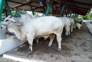 Más de 400 reses llegaron a Valledupar para ser exhibidas Foto: Corfedupar. Feria ganadera en Valledupar.