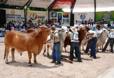 Remates de equinos y exposición de ganado simmental se verán en la Feria. Foto: CONtexto Ganadero. Feria Ganadera de Valledupar