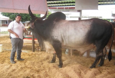 Excelentes ejemplares participaron en la actividad que se llevó a cabo en la capital del Caquetá. Foto: Sena. feria agroindustrial caquetá
