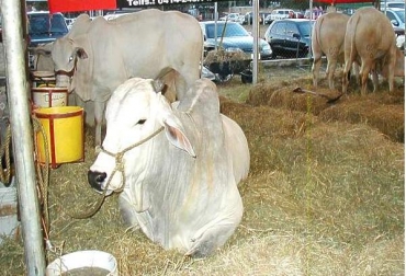 Con esta nueva sede, los ganaderos podrán vender y comprar su ganado de forma más sencilla. Foto: CONtexto Ganadero. Ariguaní, Magdalena, estrena nueva sede ganadera.
