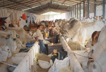 En total 45 explotaciones bovinas de la región y más de 250 semovientes participarán en el evento. Foto: tolimaturismo.gov.co. Feria Agropecuaria e Industrial Ibagué
