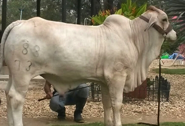 Más de 350 ejemplares de las razas brahman y gyr tuvo la Feria Ganadera y Equina de Sincelejo. Foto: Cogasucre. Feria de Sincelejo