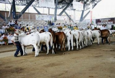 En promedio, 48 lotes subieron al ring, con los que se obtuvieron ganancias por $5.500 millones. Foto: Gobernación de Meta. Remate ganadero feria Malocas 2013. Foto: Gobernación de Meta.