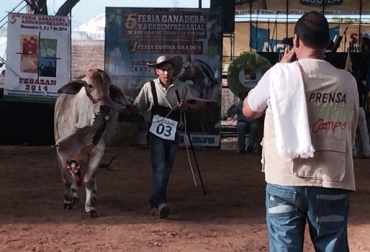 CAon éxito se realizaron la 5ª Feria Ganadera y Agropecuaria en San Juan del Cesar y la primera Feria Equina grado B, en La Guajira. Foto: Yasid Pushaina. ferias ganaderas