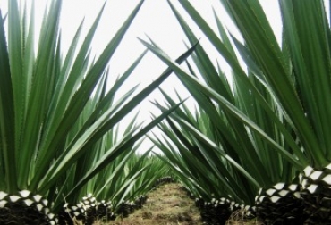 14.000 agricultores han tenido que asumir las pérdidas económicas como consecuencia del repentino cambio de clima. Foto: Alcaldía Municipal El Tambo. Cultivo de Fique.