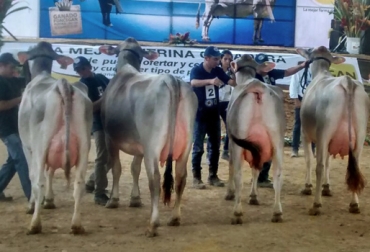 Ejemplares de las razas pardo suizo y jersey fueron exhibidos y vendidos durante el evento. Foto: Laudy Pérez / Fedegán. Foncegán