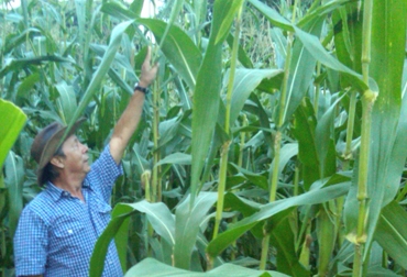 'La ley', lugar en la cual se implementó este banco de forrajes, útiles para la alimentación del ganado. Banco de forrajes, Fedegán