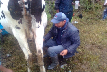 30 productores de ubicados en la vereda Peletará del municipio de Puracé, fueron certificados por competencias en materia de ordeño. Foto: Santiago Mosquera / Fedegán. ordeño manual