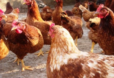 En total, se donarán 3mil 145 gallinas a 450 familias para ofrecer seguridad alimentaria en la región. Foto: CONtexto Ganadero. Gallinas en Sucre.