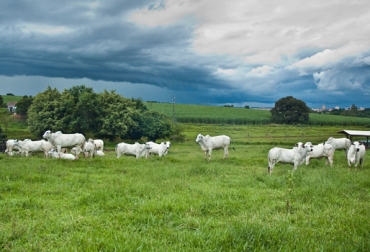 Gobernación de Caldas quiere mejorar producción ganadera. Foto: Página del Ganadero. Ganadería sostenible colombia