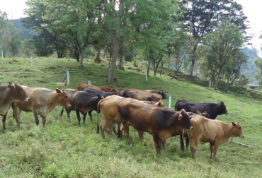 Disminuir los costos, no utilizar químicos ni antibióticos y aumentar la producción, algunas de las ventajas de este sistema de producción. Foto: culturaempresarialganadera.org. Ganadería agroecológica colombia