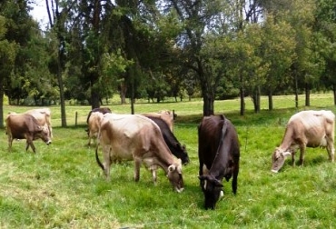 Ganaderos de Córdoba pusieron sus inquietudes sobre la mesa en reunión del Consejo Regional de la Carne. Foto: CONtexto Ganadero. BPG, movilización y bienestar animal, los problemas de los ganaderos en Córdoba.