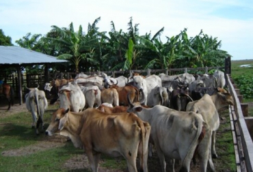 Con este proyecto se pretende mejorar la calidad de vida del 90% de las fincas ganaderas, en cuatro años. Foto: Alcaldía municipal de Cravo Norte. Ganadería Arauca
