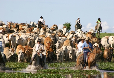 Abigeato, extorsiones y secuestros, hacen parte de los delitos que vienen afectando a los productores de esta zona de Colombia. Foto: Alcaldía de Maní. Ganaderos de Casanare