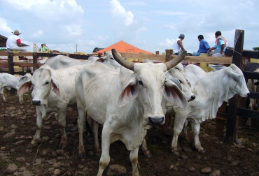 Los productores pecuarios aún no deciden si participarán en las movilizaciones del próximo 19 de agosto. Foto: Alcaldía de San Juan de Arama. Ganaderos del Meta