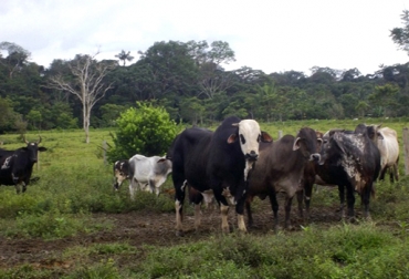 El productor del departamento quiere que se facilite el trámite de documentos necesarios para comercializar reses. Foto: Periódico Sena. ganaderos guaviare