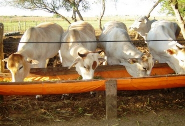 Ante el intenso verano, los ganaderos se deben preparar almacenando agua y alimento suficiente para toda la temporada seca. Foto: CONtexto Ganadero. Verano en el Huila