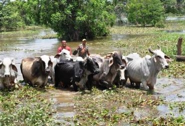 Ganaderos de distintas regiones se trasladan a La Mojana para alimentar a sus reses. Foto: CONtexto Ganadero. La Mojana epicentro de ganaderos por pastos.jpg