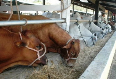 En total, se han entregado 2.150 toneladas de suplemento alimenticio en el departamento. Foto: CONtexto Ganadero Fedegán con los ganaderos de Colombia.jpg