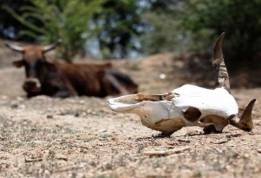 En total, 146.000 predios ganaderos se han visto afectados por la ola de calor que azota al país. Foto: Archivo. Reses muertas por verano.jpg