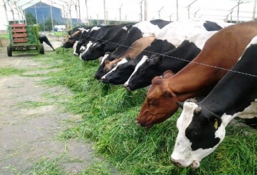 Durante el recorrido, los ganaderos visitantes observaron cómo almacenar comida para épocas críticas. Foto: CONtexto Ganadero. Ganado Sabana Bogotá