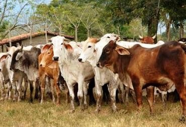 Más de $20 mil millones de pesos se invertirán para reactivar el sector ganadero del departamento. Foto: CONtexto Ganadero Repoblamiento bovino.