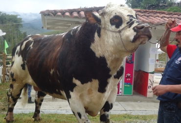 La primera Feria Ganadera de Salento tuvo lugar en 2011. Foto: Suministrada Feria Ganadera de Salento. Tercera Feria Ganadera de Salento