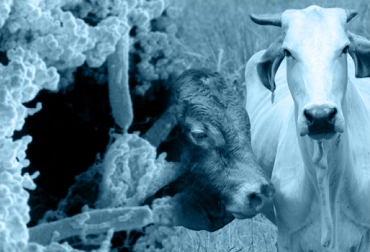 Alertan que aumenta ataque del carbón bacteridiano en el ganado colombiano. Foto: CONtexto Ganadero. enfermedades costridiales