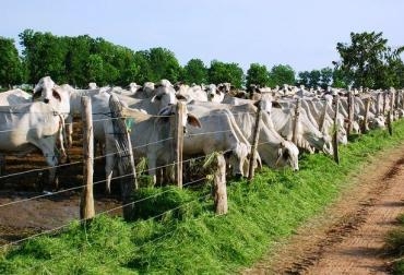 Para la ganadería, se buscará mejorar la genética en el departamento. Foto: CONtexto Ganadero. Genética bovina.