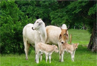 Con este curso, los productores de Cundinamarca podrán aumentar el hato ganadero de la región. Foto: Fedegán. Inseminación artificial reactivará hato ganadero de Cundinamarca.